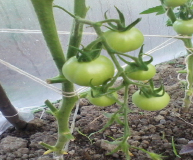 pomidor2.tif