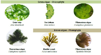green algae.tif