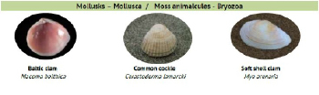 mollusk1.tif