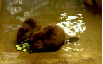 Животные воронежского заповедника фото